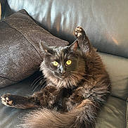 Sanka a rejoint le concours — aidez-le/la à gagner de superbes lots ! cat, black_cat, fluffy, yellow_eyes, pet, animal, feline, indoor, couch, leather, pillow, relaxed, sitting, paw, tail, fur, cute, domestic_cat, whiskers, face