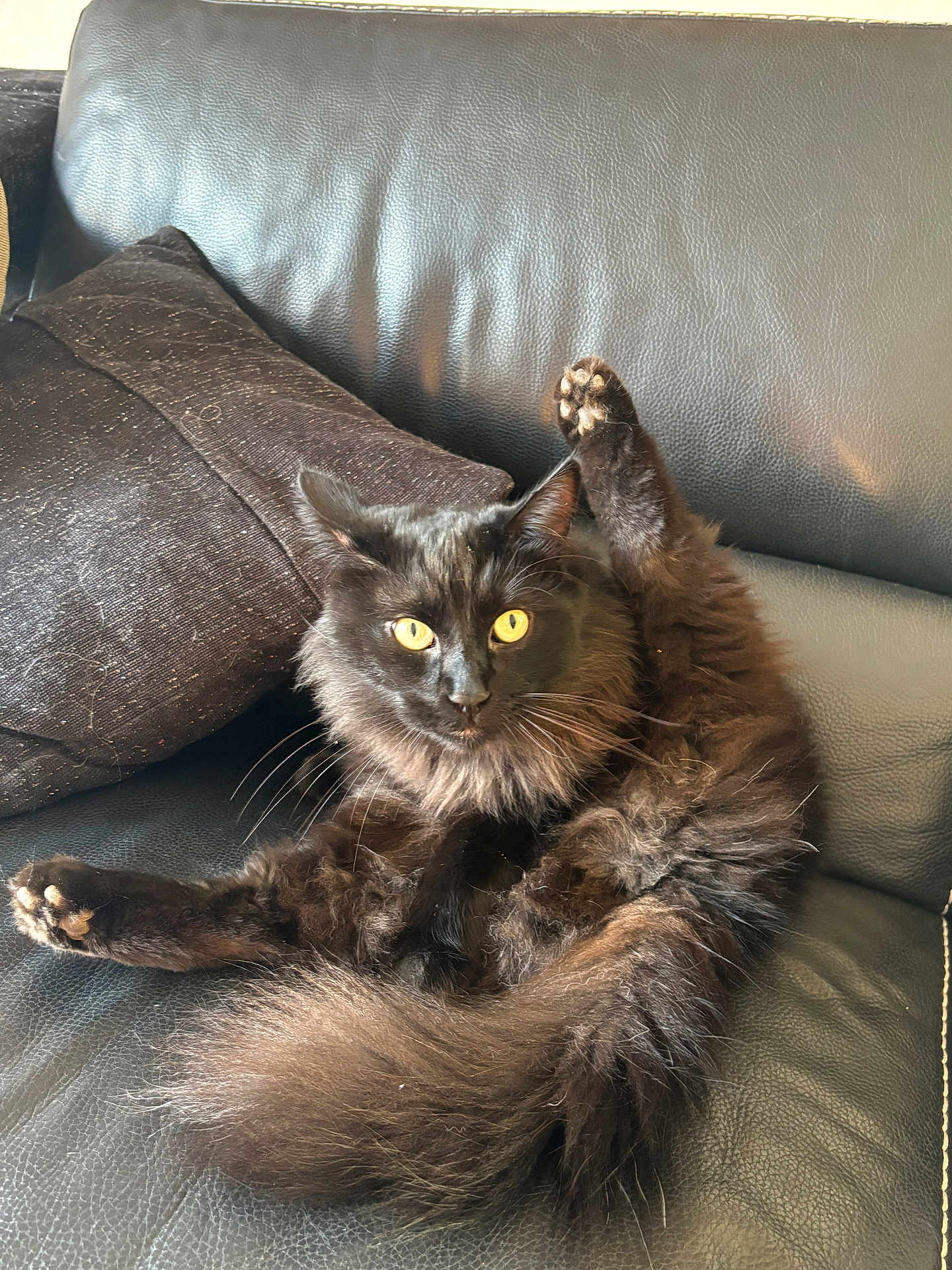 Sanka