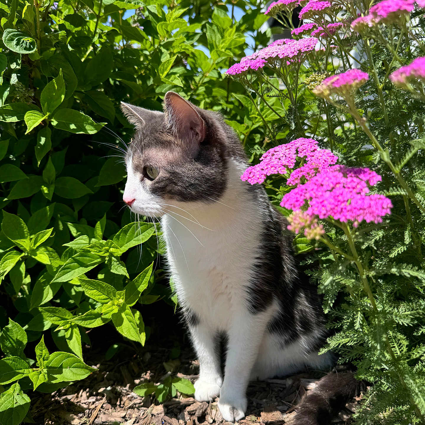 Oreo