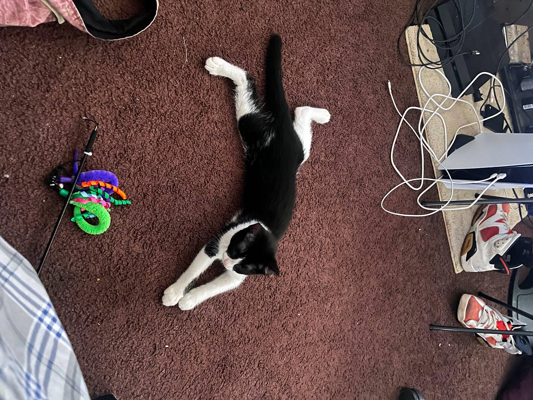 Whiney is registered to the contest to win money with this photo: canidae, carmine, carnivore, collar, comfort, companion_dog, dog, dog_breed, fawn, felidae, flooring, fur, hardwood, linens, paw, pet_supply, shadow, sporting_group, tail, wood