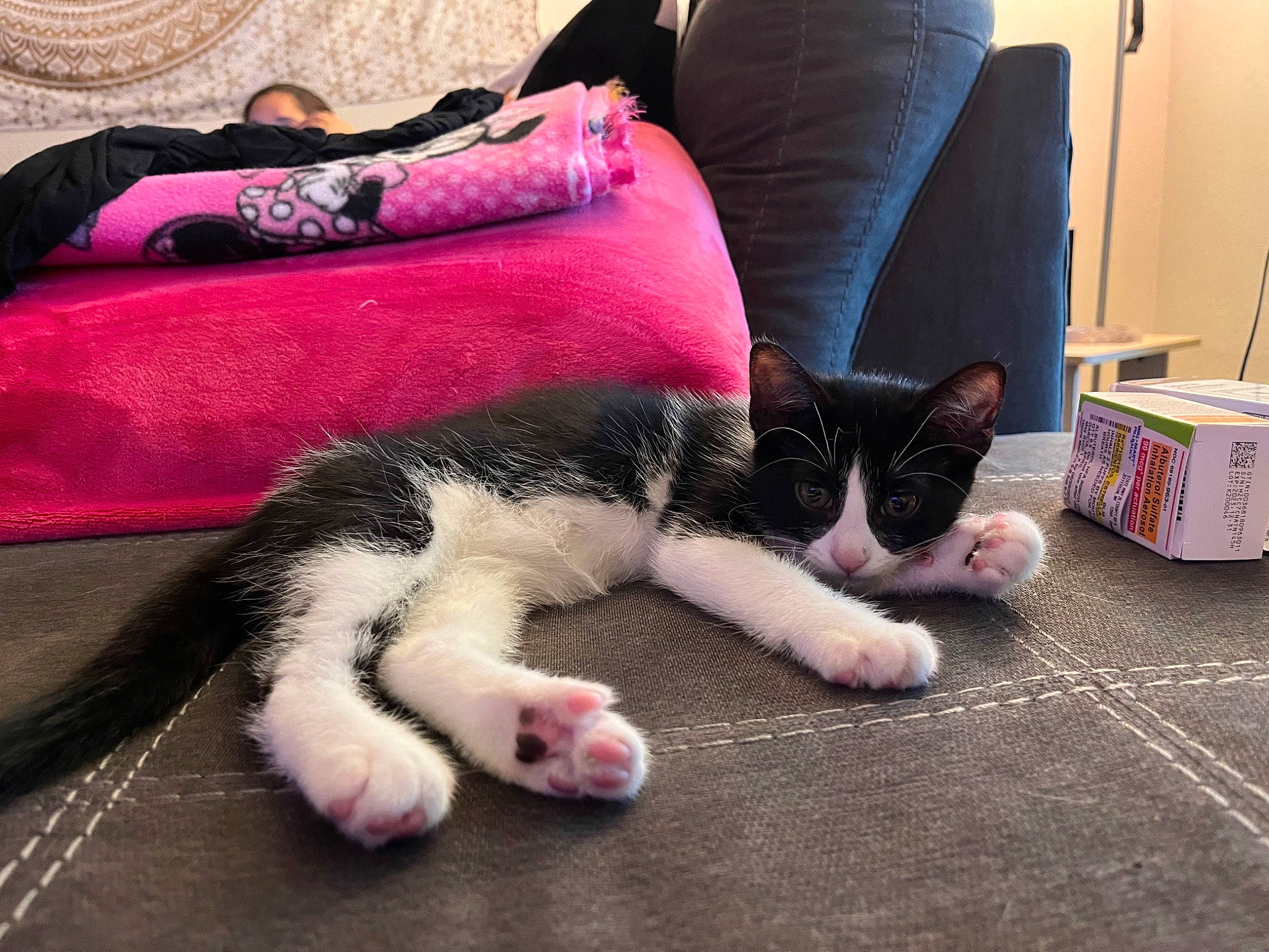 Whiney is registered to the contest to win money with this photo: carmine, carnivore, cat, comfort, couch, domestic_short_haired_cat, felidae, flooring, foot, fur, hardwood, human_leg, lap, linens, magenta, paw, room, small_to_medium_sized_cats, tail, whiskers