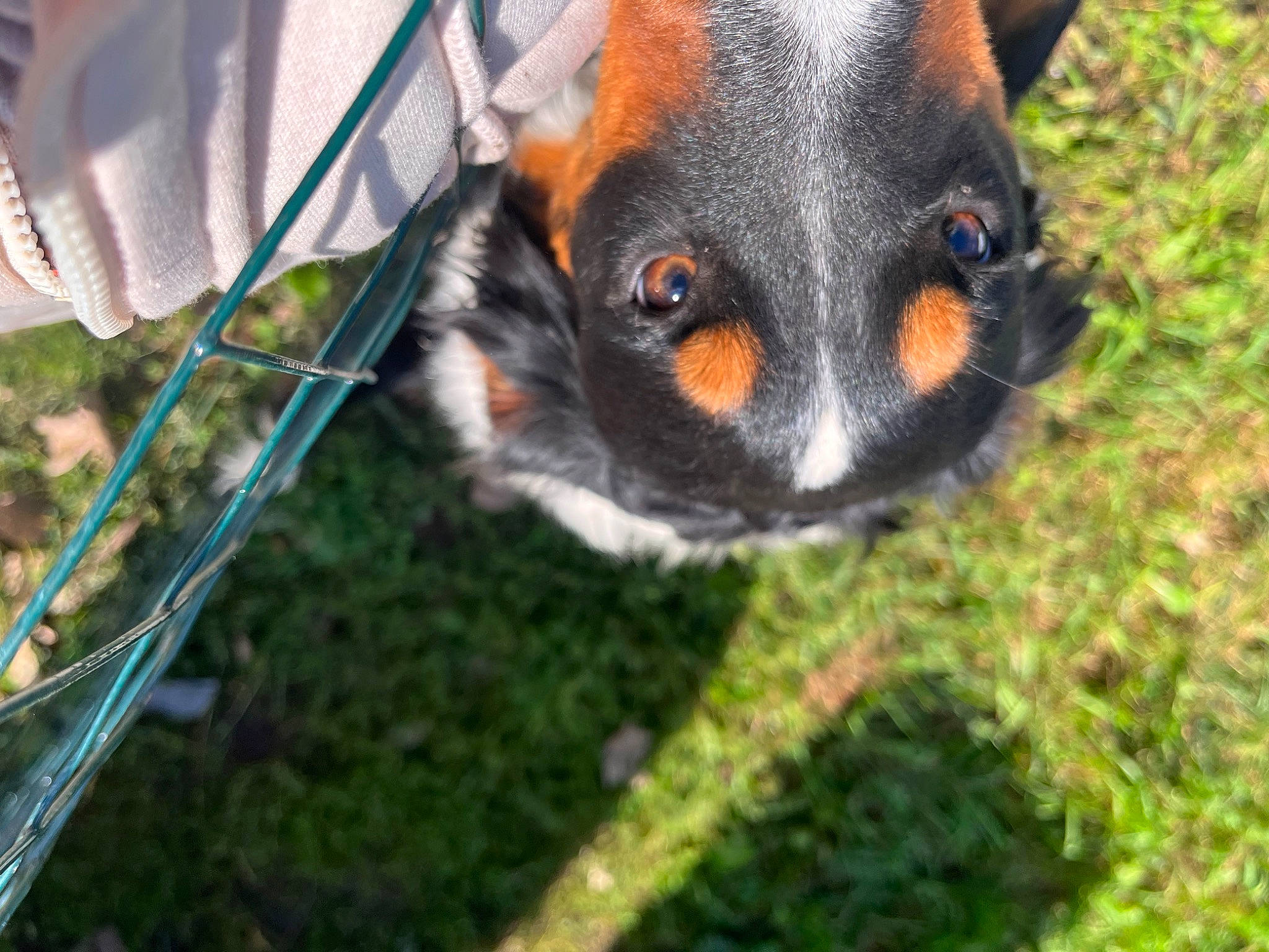 Milo is registered to the contest to win money with this photo: canidae, carnivore, companion_dog, corgi_chihuahua, dog, dog_breed, fawn, fur, grass, guard_dog, plant, prazsky_krysarik, snout, sporting_group, terrestrial_animal, toy_dog, whiskers, wildlife, working_animal, working_dog