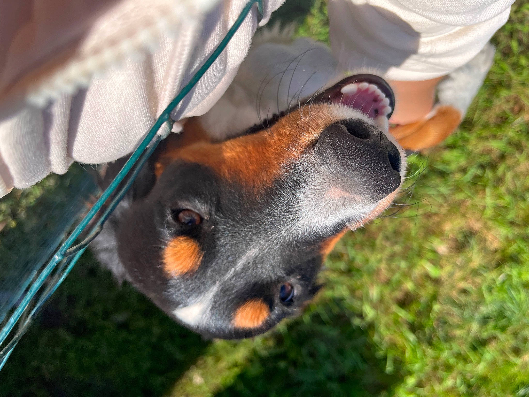 Milo is registered to the contest to win money with this photo: canidae, carnivore, companion_dog, dog, dog_breed, fawn, fur, grass, guard_dog, hound, hunting_dog, plant, shorts, snout, sporting_group, terrestrial_animal, whiskers, wildlife