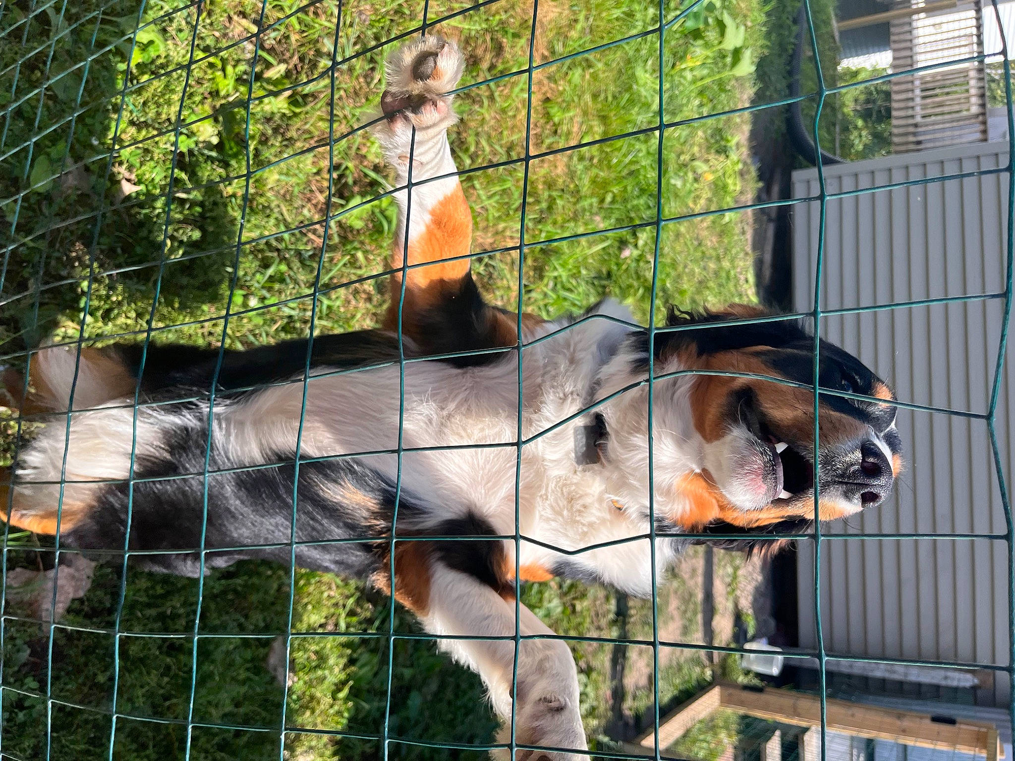 Milo is registered to the contest to win money with this photo: bengal_tiger, big_cats, carnivore, dog_breed, dog_supply, fawn, felidae, fence, gas, kennel, mesh, pet_supply, plant, service, siberian_tiger, snout, terrestrial_animal, tiger, vertebrate, wire_fencing