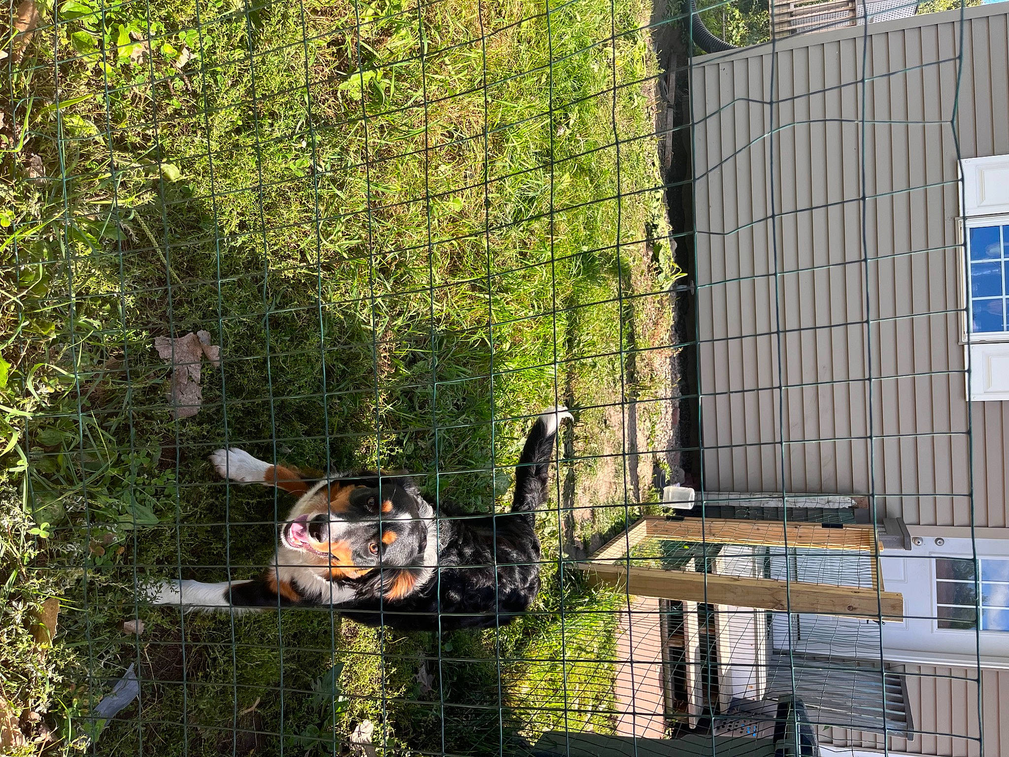 Milo joined the competition — help win amazing prizes! building, canal, city, condominium, facade, garden, grass, house, landscape, leisure, machine, mesh, metal, mixed_use, motor_vehicle, plant, reflection, tree, urban_design, window