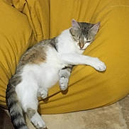 Ella participe au concours pour gagner de l'argent avec cette photo : animal, beanbag, cat, comfort, cozy, cute, feline, fur, gray, home, indoor, paw, pet, relaxed, resting, sleeping, striped, tail, white, yellow