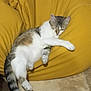 animal, beanbag, cat, comfort, cozy, cute, feline, fur, gray, home, indoor, paw, pet, relaxed, resting, sleeping, striped, tail, white, yellow