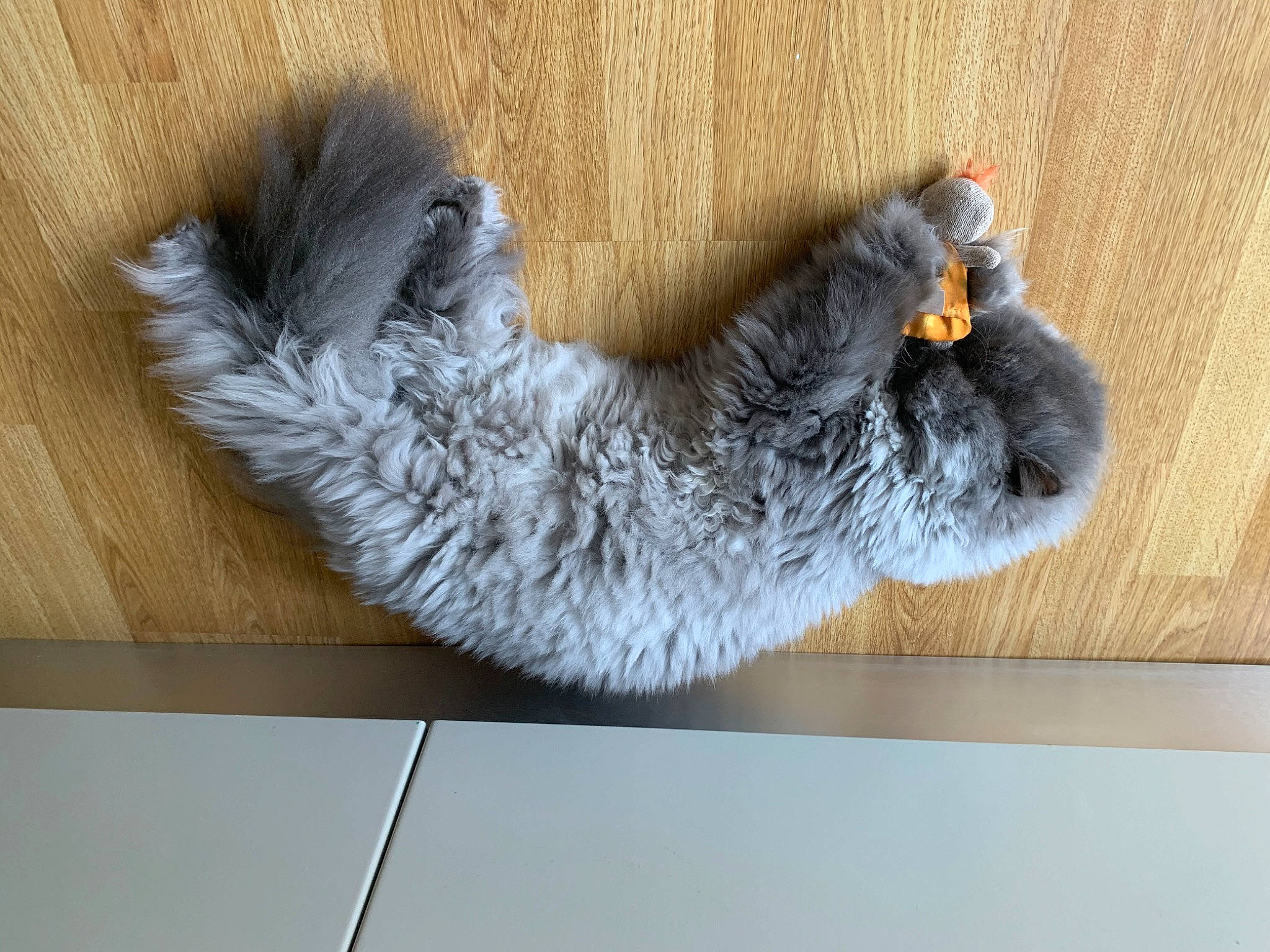 Othello participe au concours pour gagner de l'argent avec cette photo : british_longhair, british_semi_longhair, british_shorthair, carnivore, cat, chartreux, claw, domestic_long_haired_cat, fawn, felidae, fur, nebelung, paw, ragamuffin, russian_blue, scottish_fold, small_to_medium_sized_cats, snout, tail, whiskers
