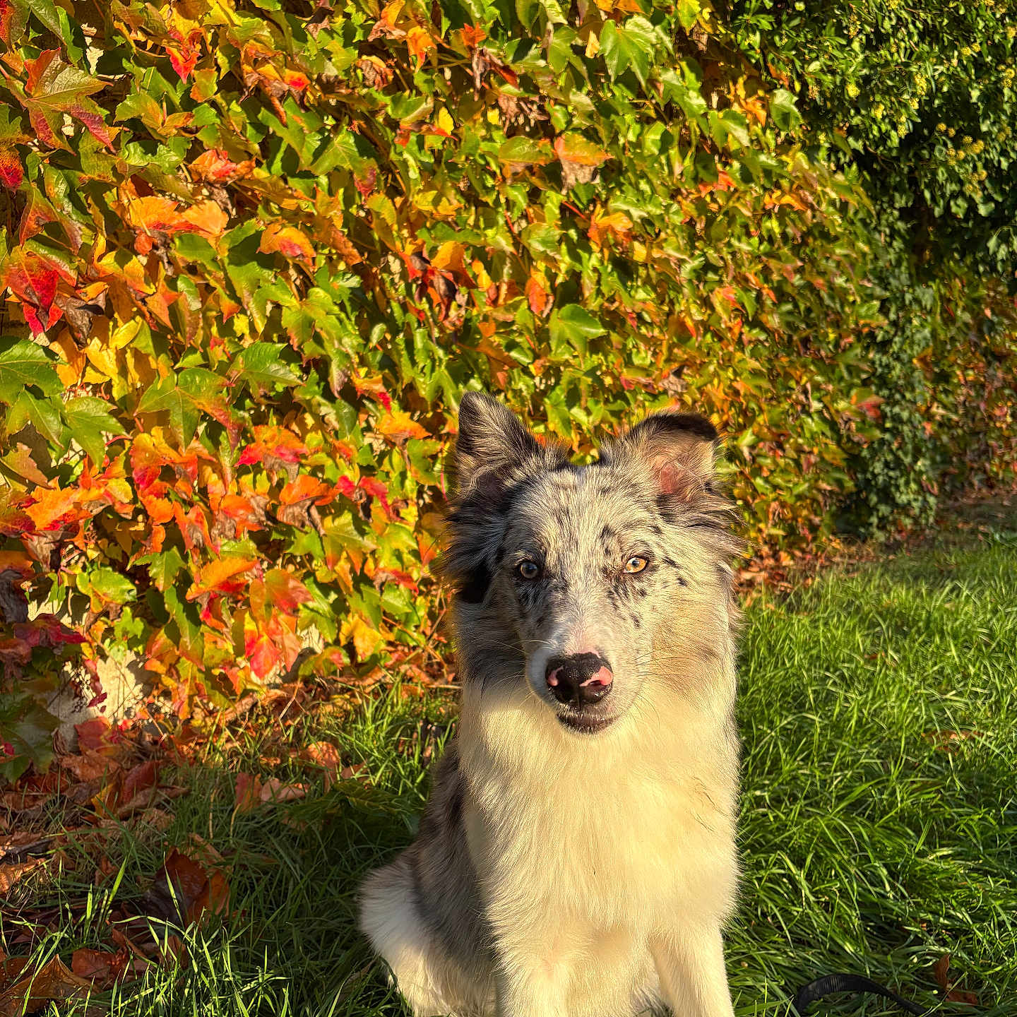 Artéos participe au concours pour gagner de l'argent avec cette photo : animal, autumn, border_collie, canine, colorful, cute, daylight, dog, fall, friendly, fur, grass, greenery, leaves, nature, outdoor, pets, portrait, sitting, sunlight