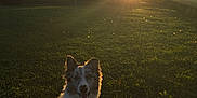 Artéos a rejoint le concours — aidez-le/la à gagner de superbes lots ! dog, animal, outdoor, grass, sunset, nature, tree, harness, pet, field, sunlight, shadow, happy, mammal, canine, sitting, sky, backlit, summer, daylight