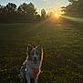 dog, animal, outdoor, grass, sunset, nature, tree, harness, pet, field, sunlight, shadow, happy, mammal, canine, sitting, sky, backlit, summer, daylight