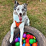 Artéos a rejoint le concours — aidez-le/la à gagner de superbes lots ! dog, animal, playful, tire, plastic_balls, colorful, grass, outdoor, happy, tongue_out, leash, harness, ears_up, speckled_coat, pet, canine, summer, fun, toy, nature
