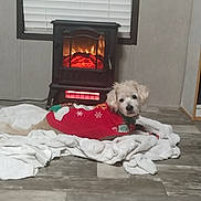 Lola is registered to the contest to win money with this photo: dog, blanket, fireplace, window, flooring, indoor, pet_clothing, red_sweater, white_fur, cozy, warm, electric_heater, wood_floor, home_interior, relaxing, lying_down, winter_theme, decor, comfort, pet