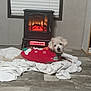 dog, blanket, fireplace, window, flooring, indoor, pet_clothing, red_sweater, white_fur, cozy, warm, electric_heater, wood_floor, home_interior, relaxing, lying_down, winter_theme, decor, comfort, pet