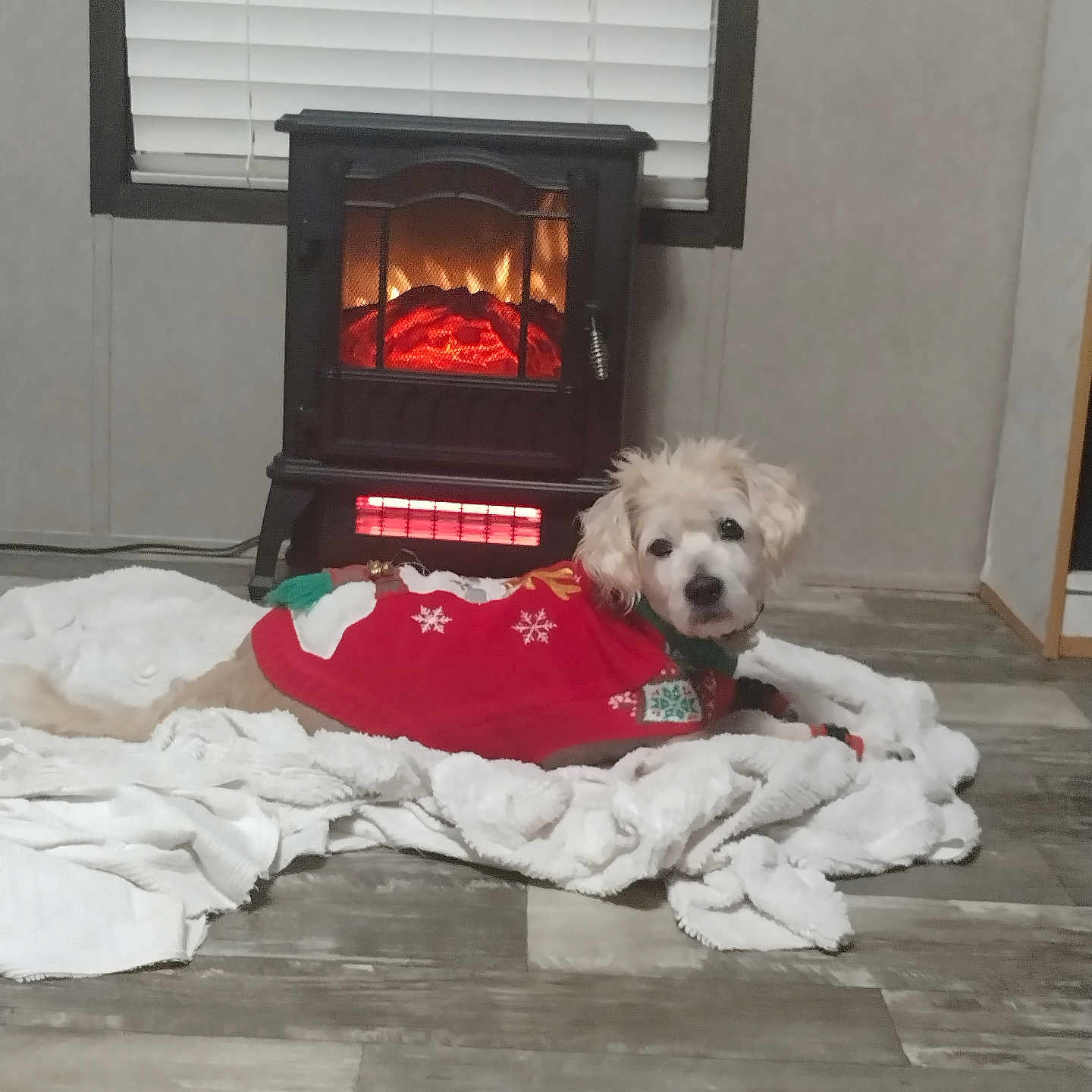 Lola is registered to the contest to win money with this photo: blanket, comfort, cozy, decor, dog, electric_heater, fireplace, flooring, home_interior, indoor, lying_down, pet, pet_clothing, red_sweater, relaxing, warm, white_fur, window, winter_theme, wood_floor