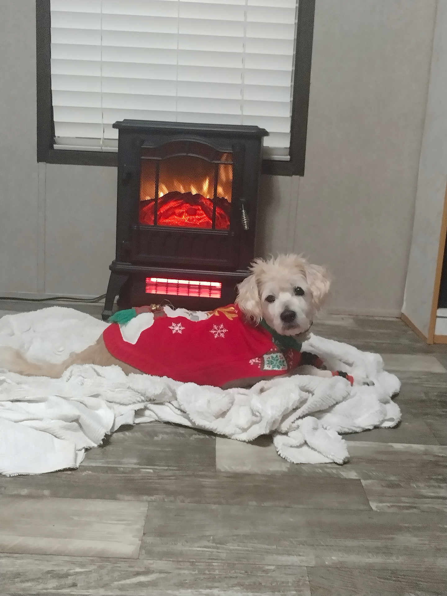 Lola is registered to the contest to win money with this photo: dog, blanket, fireplace, window, flooring, indoor, pet_clothing, red_sweater, white_fur, cozy, warm, electric_heater, wood_floor, home_interior, relaxing, lying_down, winter_theme, decor, comfort, pet
