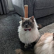 Simba joined the competition — help win amazing prizes! cat, fluffy_cat, bow_tie, carpet, scratching_post, couch, living_room, gray_cat, white_fur, pet, indoor, feline, animal, cute, sitting, furry, home, domestic_cat, two_cats, relaxed