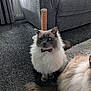 cat, fluffy_cat, bow_tie, carpet, scratching_post, couch, living_room, gray_cat, white_fur, pet, indoor, feline, animal, cute, sitting, furry, home, domestic_cat, two_cats, relaxed