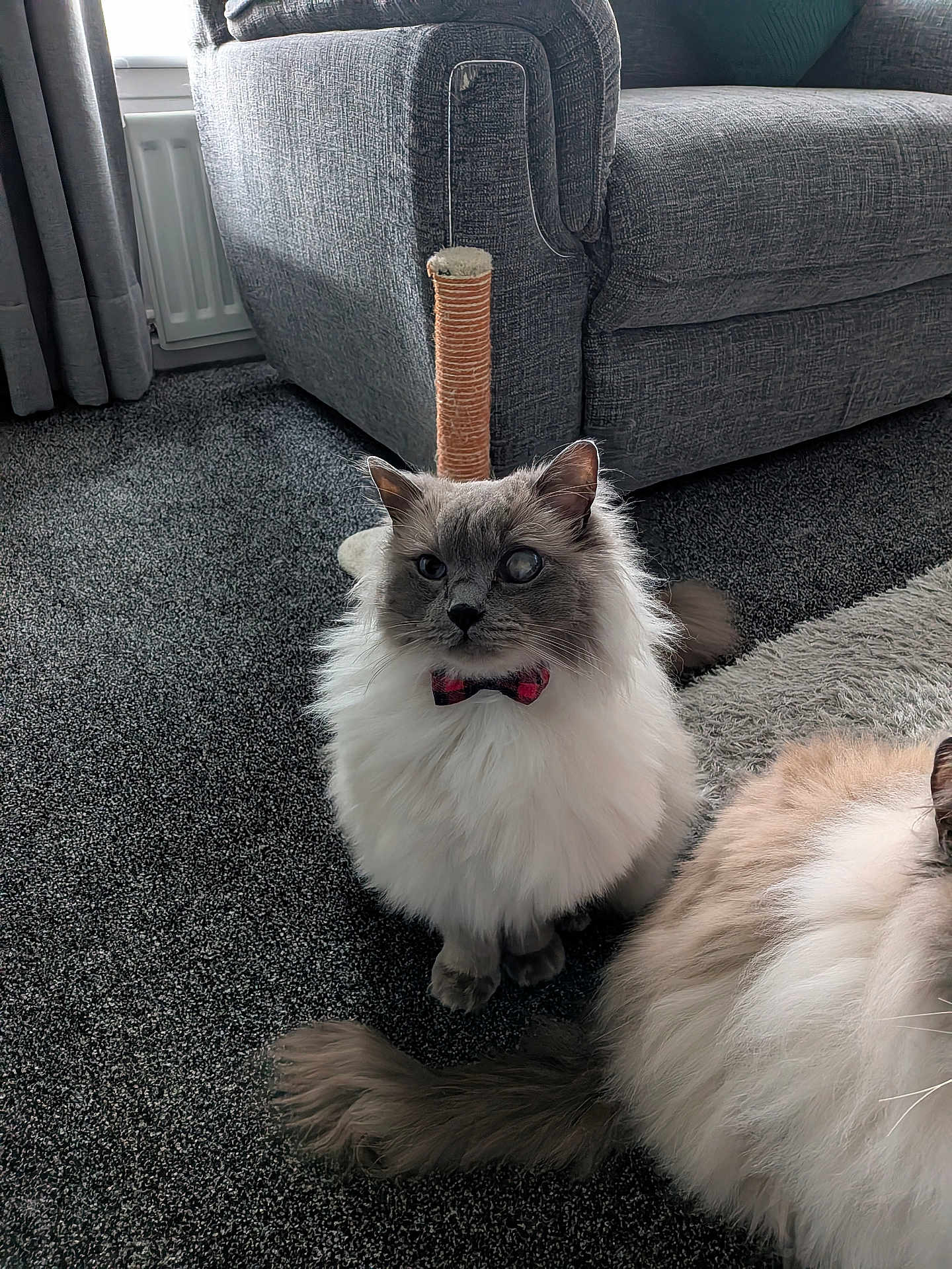 Simba joined the competition — help win amazing prizes! cat, fluffy_cat, bow_tie, carpet, scratching_post, couch, living_room, gray_cat, white_fur, pet, indoor, feline, animal, cute, sitting, furry, home, domestic_cat, two_cats, relaxed