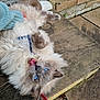 cat, blue_eyes, fluffy, tongue_out, collar, leash, pet, hand, stone_surface, brick_wall, outdoor, playful, cute, feline, animal, person, sweater, close_up, lying_down, domestic