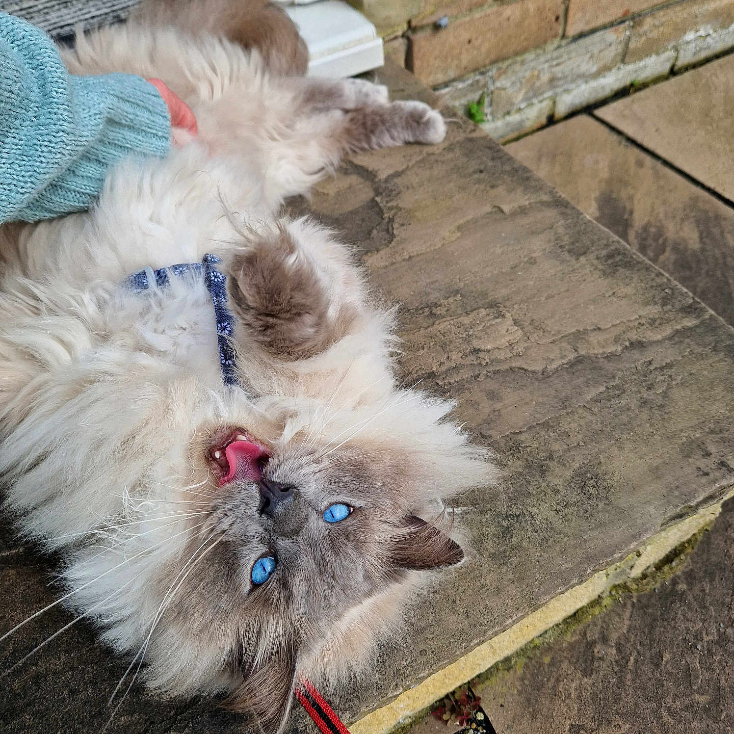 Loki is registered to the contest to win money with this photo: animal, blue_eyes, brick_wall, cat, close_up, collar, cute, domestic, feline, fluffy, hand, leash, lying_down, outdoor, person, pet, playful, stone_surface, sweater, tongue_out