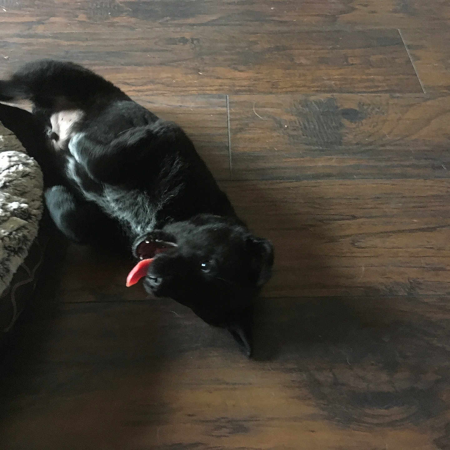 Flounder joined the competition — help win amazing prizes! animal, ball, canine, cat, cockerspaniel, couch, dog, furniture, hardwood, homedecor, hound, indoors, interiordesign, labradorretriever, pet, puppy, sport, tennis, tennisball, wood