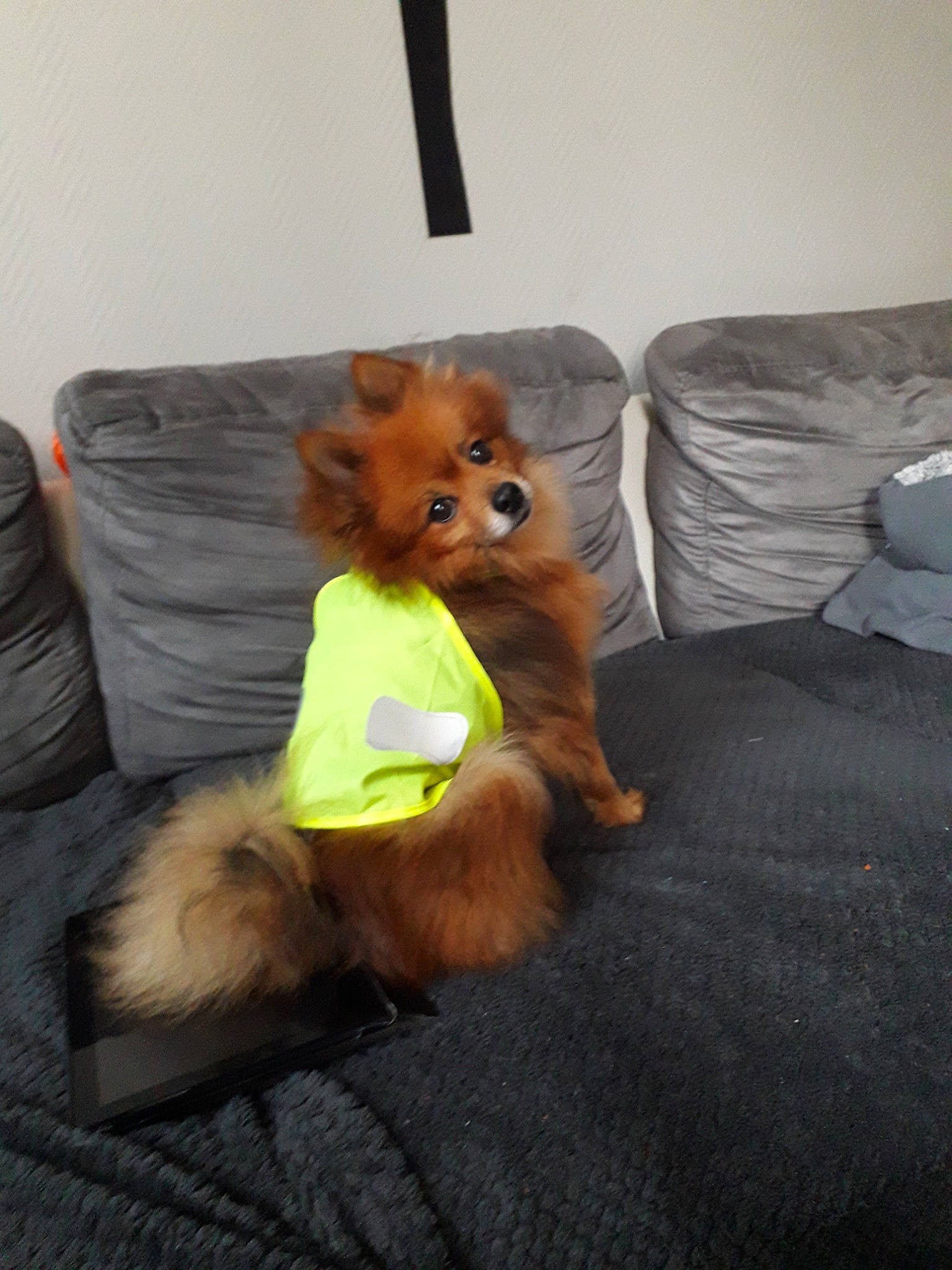 Noisette a rejoint le concours — aidez-le/la à gagner de superbes lots ! canidae, carnivore, companion_dog, dog, dog_breed, german_spitz, german_spitz_klein, german_spitz_mittel, non_sporting_group, pomeranian, puppy, spitz, toy_dog