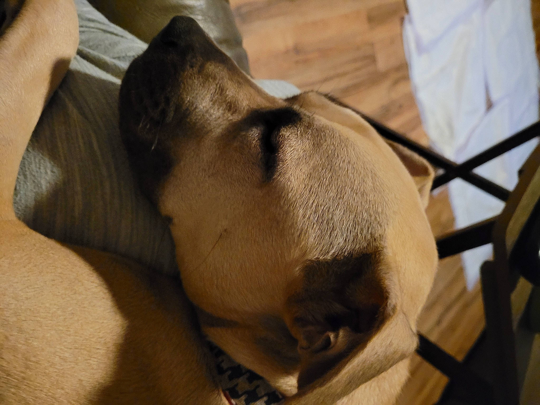 Blitz joined the competition — help win amazing prizes! canidae, carnivore, comfort, companion_dog, dog, dog_breed, ear, fawn, felidae, fur, guard_dog, jaw, nap, sleep, snout, sporting_group, tail, whiskers, working_animal, wrinkle