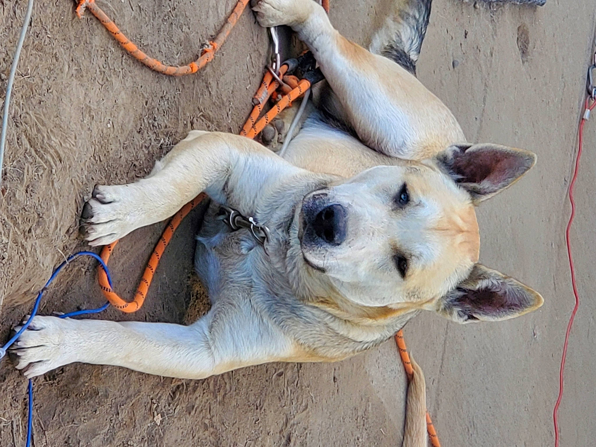 Big Boy is registered to the contest to win money with this photo: canidae, carnivore, companion_dog, dog, dog_breed, electrical_supply, electrical_wiring, fawn, foot, fur, human_leg, non_sporting_group, sidewalk, snout, sporting_group, wire, wood, working_animal