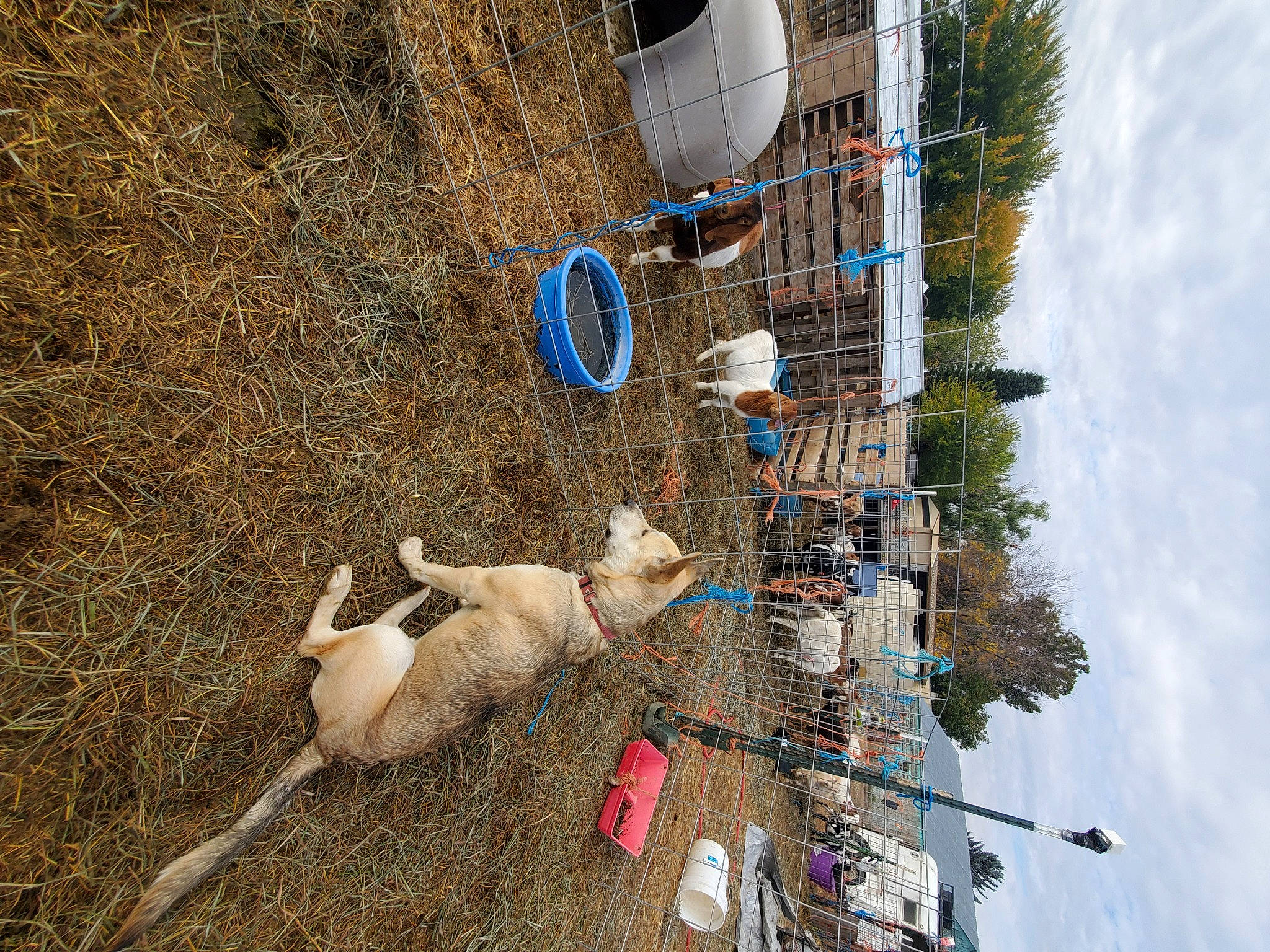 Big Boy joined the competition — help win amazing prizes! adventure, aerial_photography, building, cloud, dog, electrical_supply, electricity, fun, leisure, pole, recreation, sky, slope, soil, sporting_group, tree, urban_design, water, wire