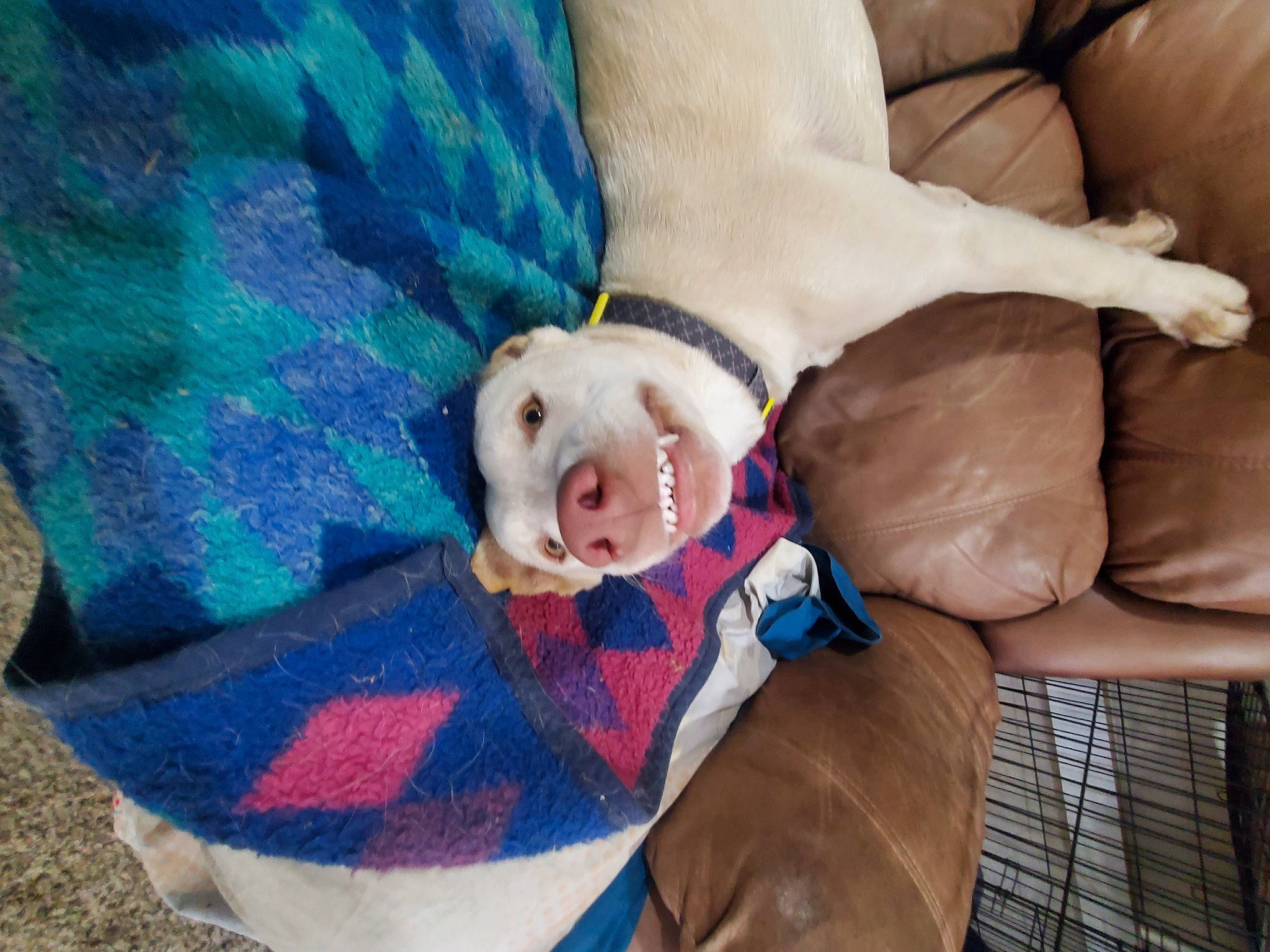 Mouser joined the competition — help win amazing prizes! baby, bedtime, child, comfort, companion_dog, couch, fun, fur, gesture, happy, linens, mammal, nap, sitting, sleep, smile, textile, toddler, tree, vertebrate