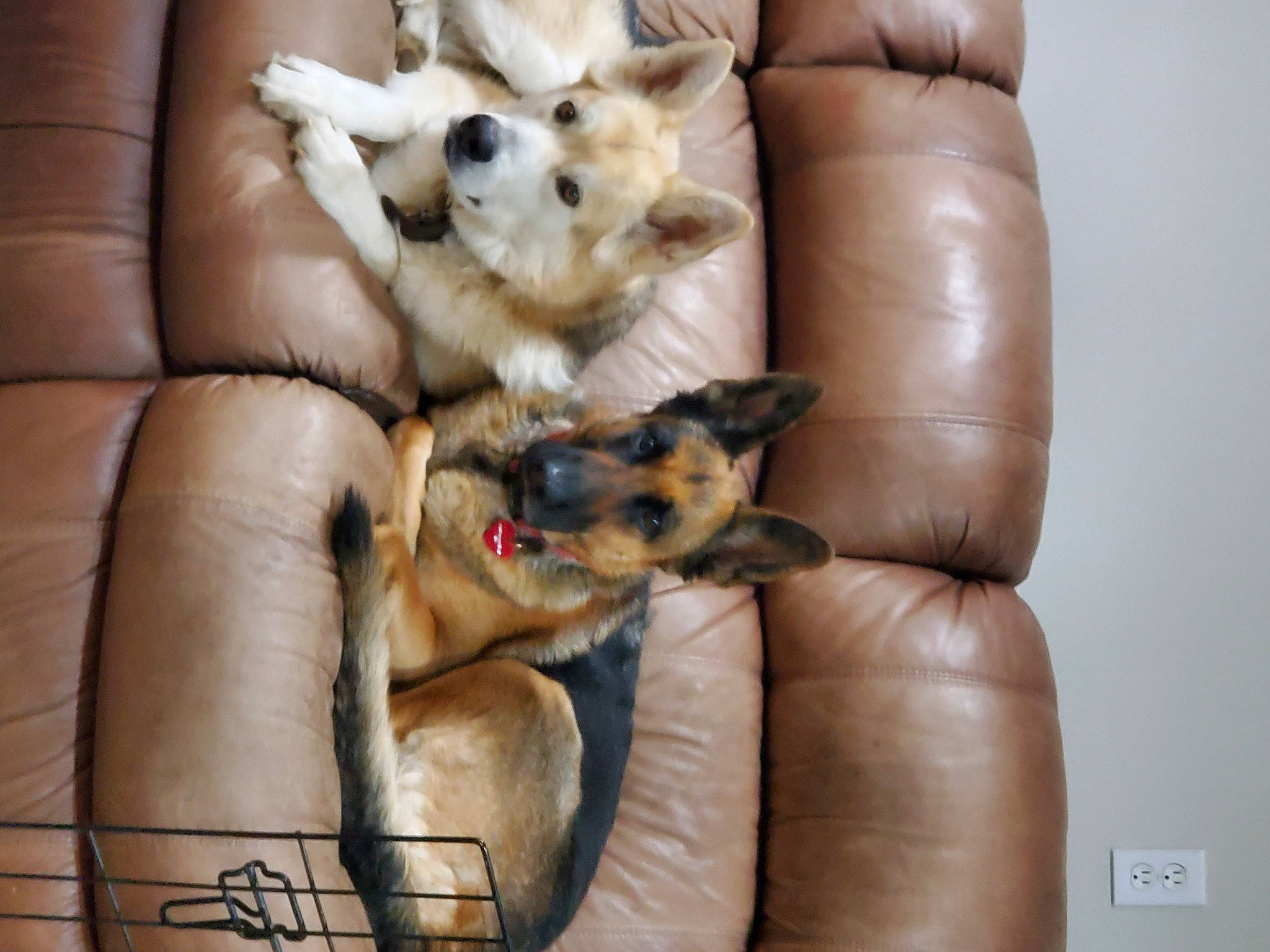 Bella joined the competition — help win amazing prizes! canidae, carnivore, comfort, companion_dog, couch, dog, dog_bed, dog_breed, dog_supply, fawn, felidae, fur, living_room, paw, pet_supply, puppy, sporting_group, toy_dog, whiskers, working_animal