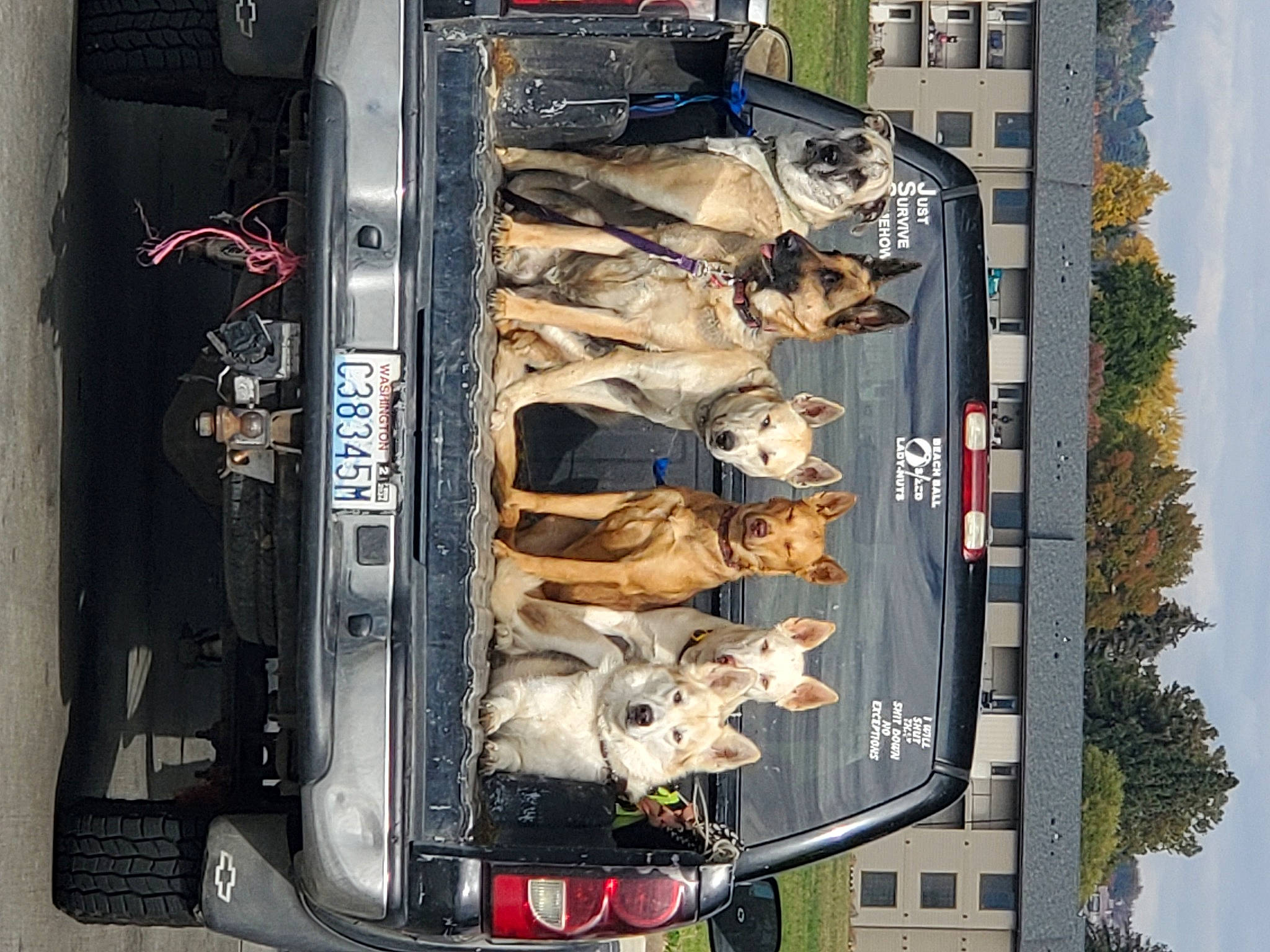 Teddy is registered to the contest to win money with this photo: advertising, art, auto_part, automotive_design, automotive_exterior, banner, facade, font, machine, metal, motor_vehicle, painting, sky, transport, tree, urban_design, vehicle, vehicle_door, visual_arts, window