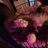 Friday joined the competition — help win amazing prizes! cat, fluffy, pet_bed, pink, purple_light, cozy, indoor, paw, relaxed, feline, fur, cute, animal, resting, home, cage, soft, sleepy, domestic_cat, whiskers