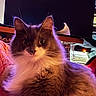 Friday is registered to the contest to win money with this photo: cat, fluffy, indoor, pet, animal, feline, curious, portrait, warm_lighting, window, household, cozy, long_hair, whiskers, ears, face, fur, domestic_animal, relaxed, cute