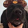 dog, black_dog, close_up, pet, animal, ears, headband, hand, tongue, indoor, cute, adorable, portrait, face, furry, muzzle, funny, costume, sparkly, cartoon