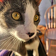 Dorian joined the competition — help win amazing prizes! animal, blurry_background, cat, chair, close_up, curious, detail, domestic_cat, face, feline, focus, fur, indoor, pet, portrait, sunlight, warm_light, whiskers, wooden_chair, yellow_eyes