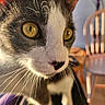 animal, blurry_background, cat, chair, close_up, curious, detail, domestic_cat, face, feline, focus, fur, indoor, pet, portrait, sunlight, warm_light, whiskers, wooden_chair, yellow_eyes