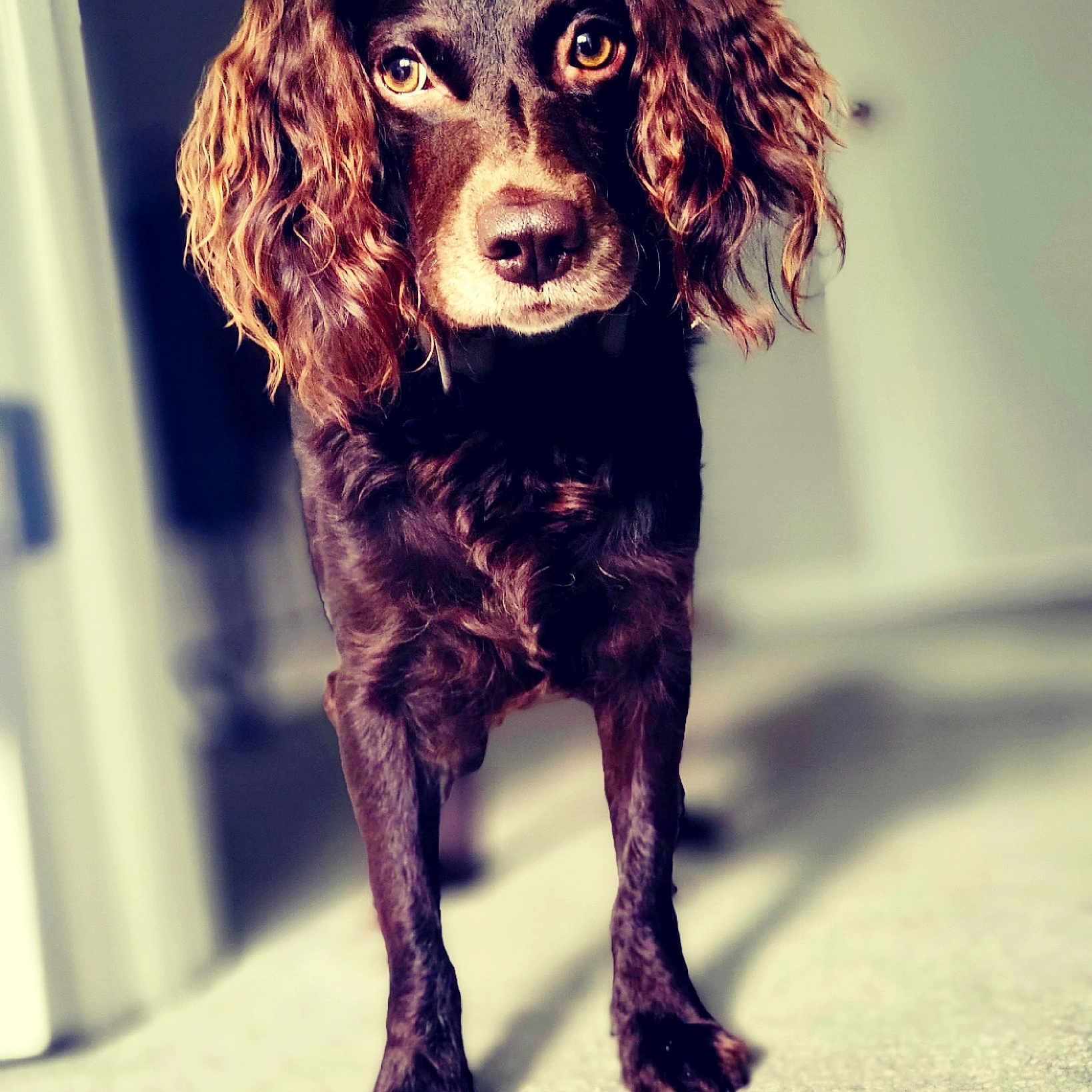 Tucker
