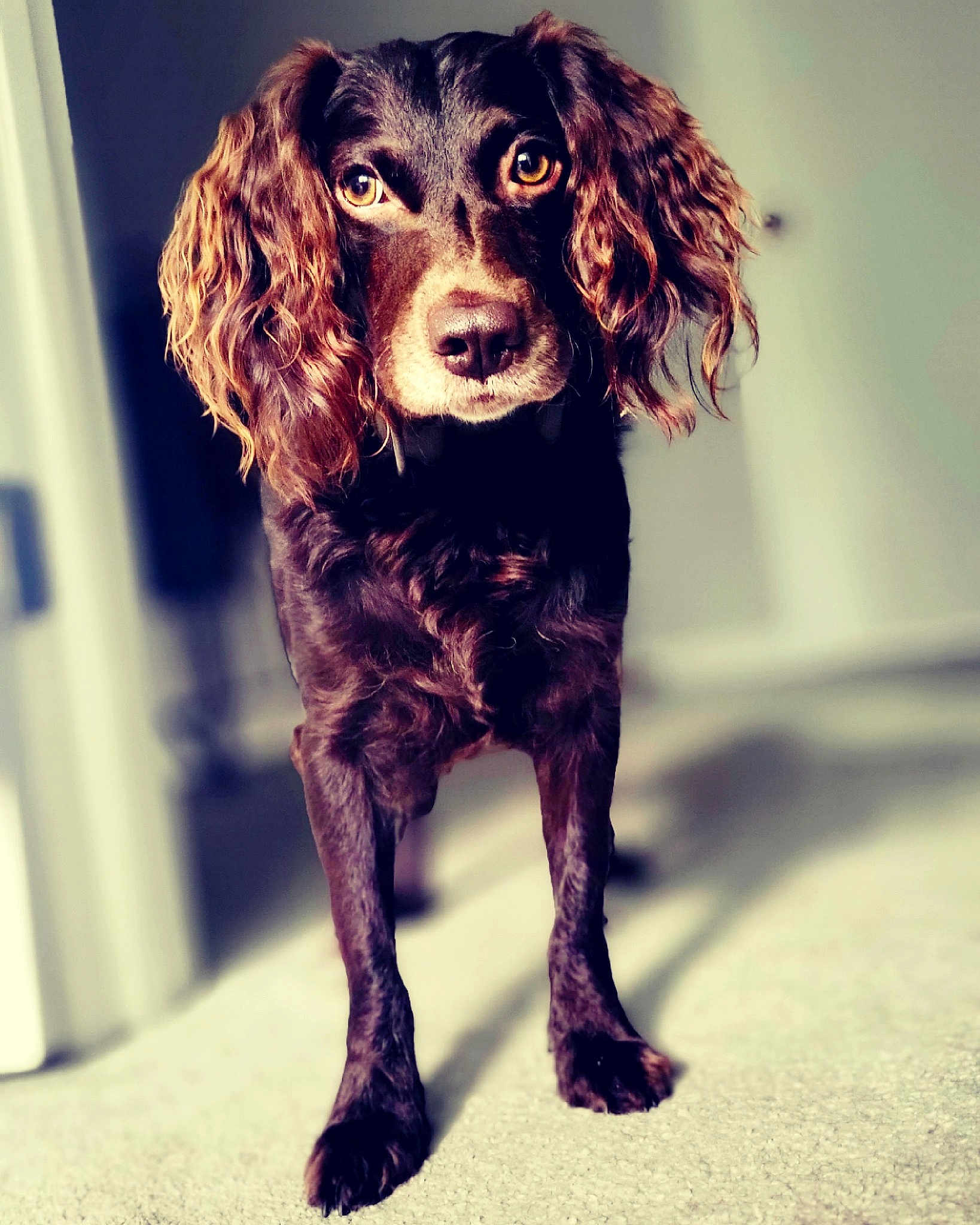 Tucker