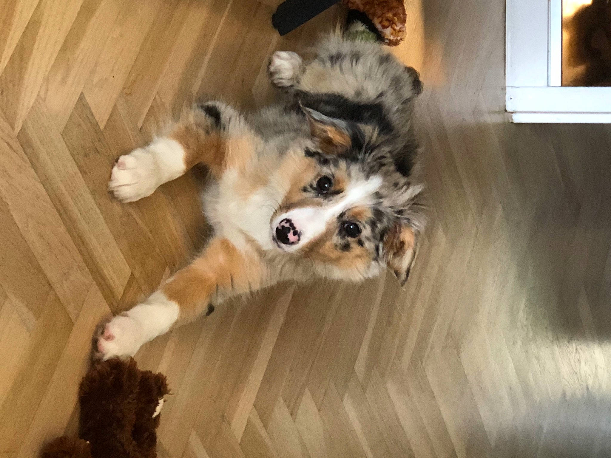 Birdy participe au concours pour gagner de l'argent avec cette photo : canidae, carnivore, companion_dog, dog, dog_breed, fawn, felidae, floor, flooring, hardwood, paw, picture_frame, small_to_medium_sized_cats, snout, sporting_group, tail, toy_dog, whiskers, window, wood