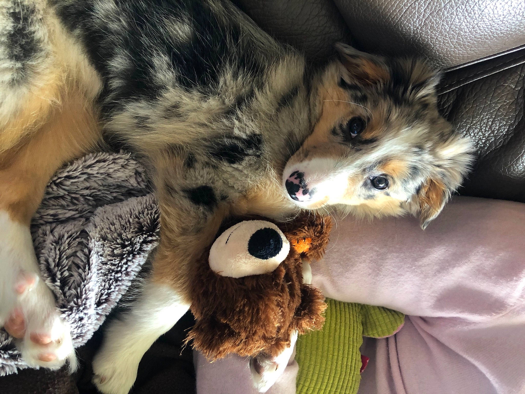Birdy participe au concours pour gagner de l'argent avec cette photo : canidae, carnivore, claw, companion_dog, dog_breed, fawn, feather, felidae, fur, fur_clothing, mammal, paw, small_to_medium_sized_cats, snout, sporting_group, stuffed_toy, terrestrial_animal, toy, toy_dog, whiskers