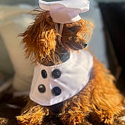Bilbo joined the competition — help win amazing prizes! dog, brown_fur, curly_fur, chef_hat, costume, pet, indoors, portrait, cute, buttoned_bib, animal, small_dog, cozy, sunlight, furry, domestic_animal, sitting, looking_away, soft_light, home