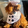 dog, brown_fur, curly_fur, chef_hat, costume, pet, indoors, portrait, cute, buttoned_bib, animal, small_dog, cozy, sunlight, furry, domestic_animal, sitting, looking_away, soft_light, home