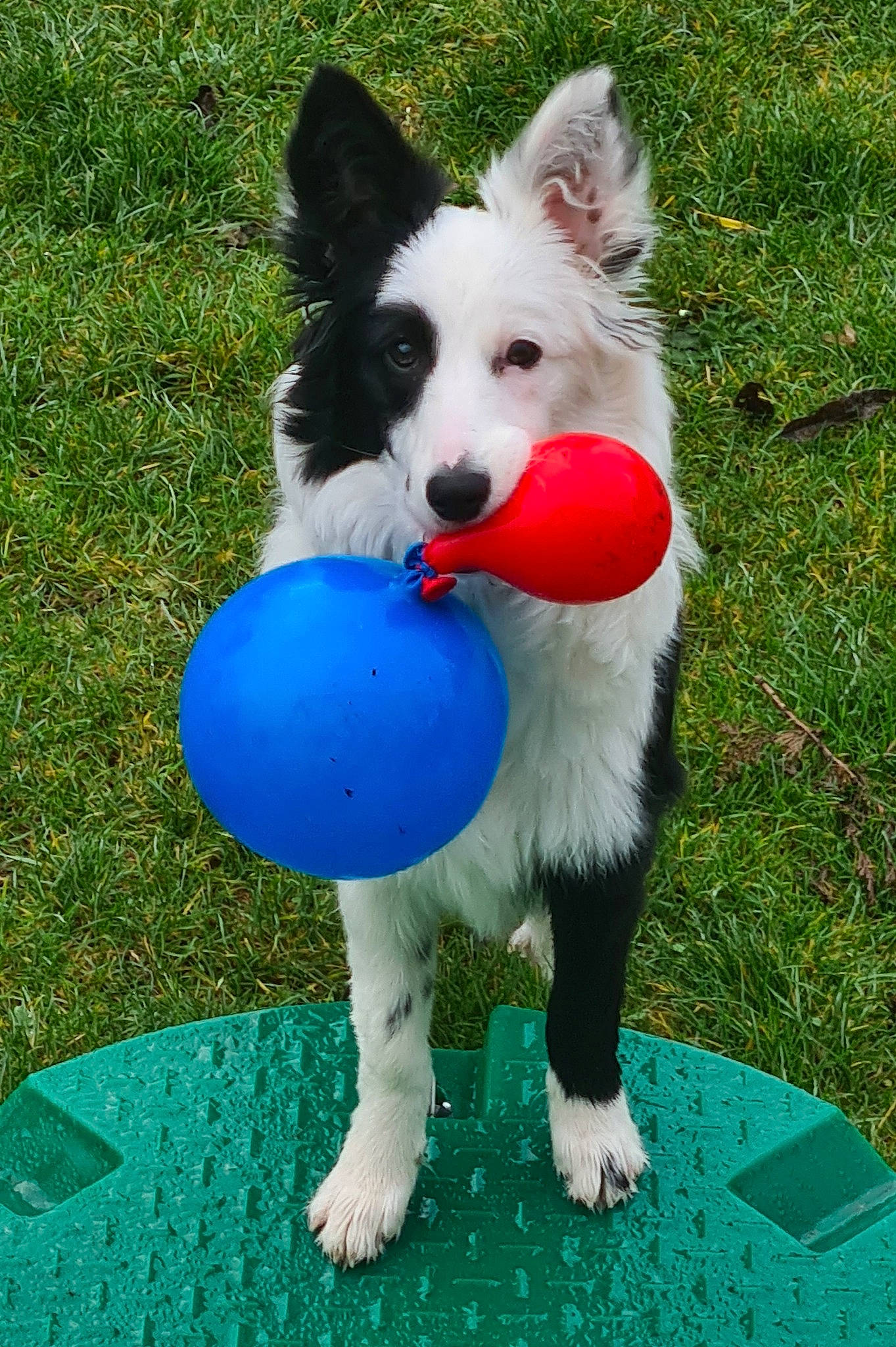 Oddy a rejoint le concours — aidez-le/la à gagner de superbes lots ! art, ball, canidae, carnivore, companion_dog, dog, dog_breed, dog_sports, dog_supply, dog_toy, grass, herding_dog, obedience_training, recreation, snout, sporting_group, tail, toy, working_animal, working_dog