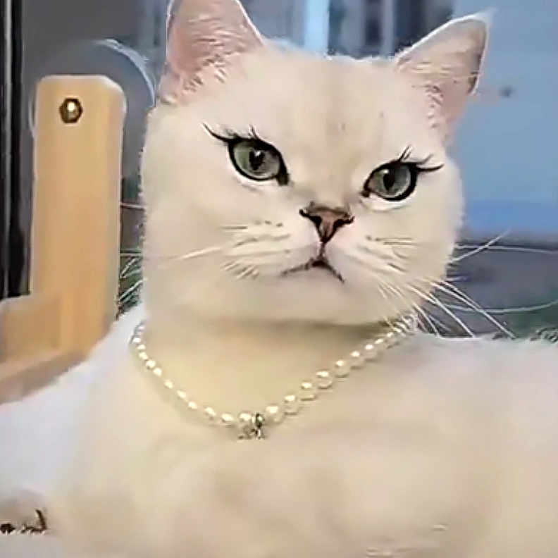 Lady participe au concours pour gagner de l'argent avec cette photo : animal, cat, closeup, cute, domestic_cat, ears, eyes, face, feline, fur, indoor, jewelry, luxury, necklace, pearls, pet, portrait, relaxed, whiskers, white_cat