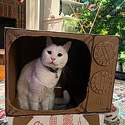 Pixel joined the competition — help win amazing prizes! cat, white_cat, pet, animal, cardboard_box, cardboard_house, christmas_tree, christmas, holiday, festive, indoors, living_room, fireplace, stockings, ornaments, lights, carpet, collar, bell, portrait