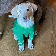 Bailey is registered to the contest to win money with this photo: puppy, dog, green_shirt, pet_clothing, wooden_floor, indoor, canine, adorable, looking_up, young_dog, flooring, companion, animal, domestic_animal, cute, pet, fur, ears, sitting, two_dogs