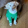 puppy, dog, green_shirt, pet_clothing, wooden_floor, indoor, canine, adorable, looking_up, young_dog, flooring, companion, animal, domestic_animal, cute, pet, fur, ears, sitting, two_dogs