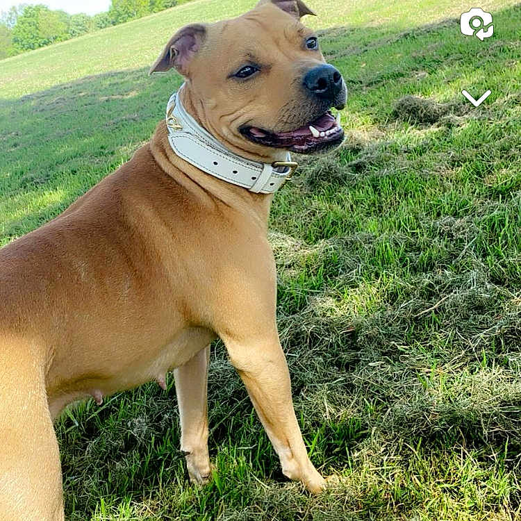 Faith joined the competition — help win amazing prizes! accessories, animal, ball, boxer, bulldog, canine, dog, field, grass, grassland, lawn, nature, outdoors, park, pet, pitbull, plant, puppy, tree, vegetation